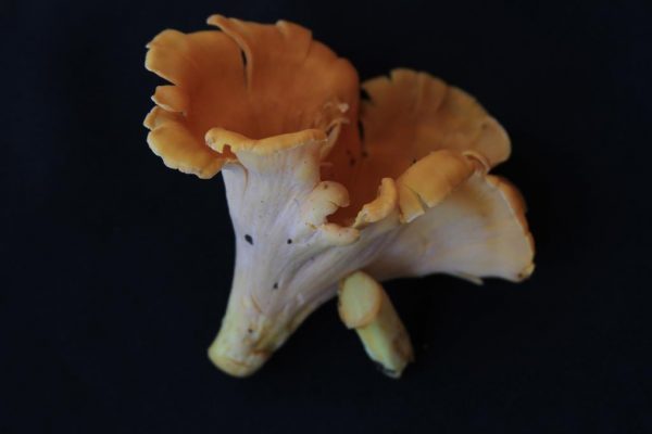 Chanterelle mushroom