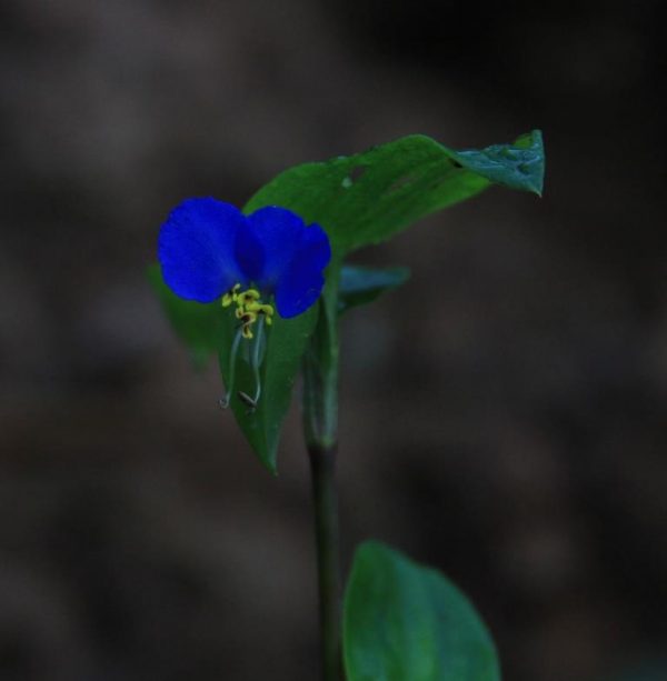 A dayflower in a vivid shade of blue.