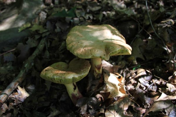 Deteriorating boletes.