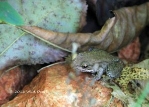 Frog Hiding on an Ozark Backroad