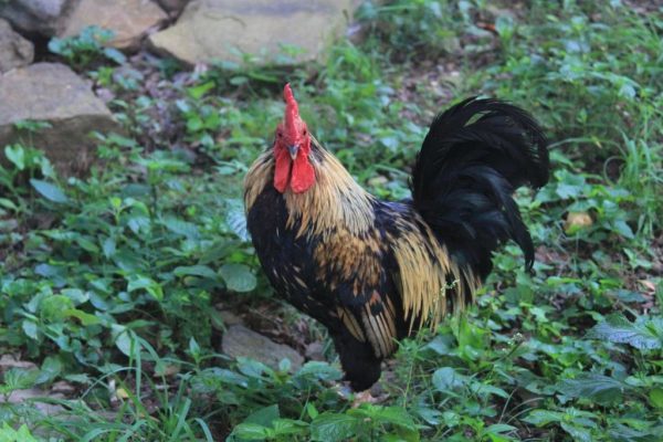 The flock patron, Old Man. Watching us block off the shed before we moved on to getting the chainsaw stuck while cutting a cedar.