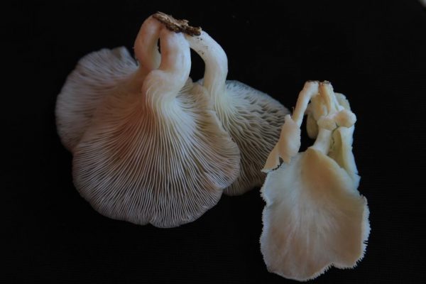 oyster mushrooms