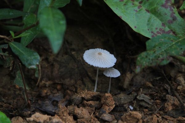 Tiny little pinwheel mushrooms.