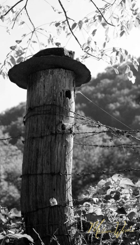 Old Fence Post