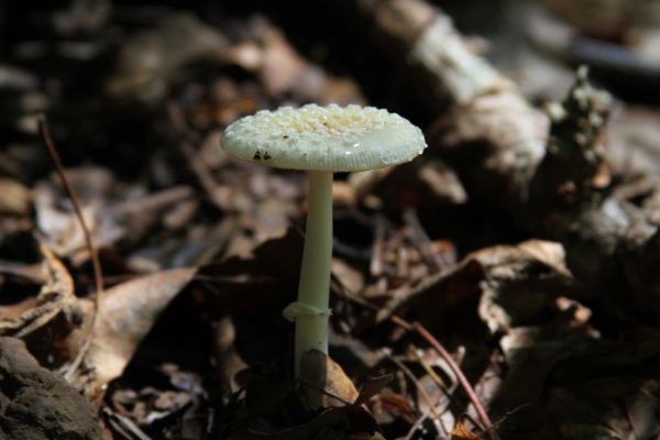 A pretty mushroom, but maybe it's a death angel. 