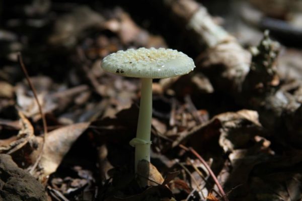 A pretty mushroom, but maybe it's a death angel.