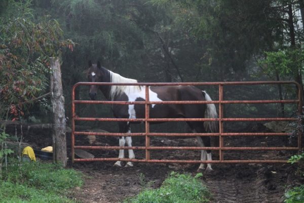 Shasta, keeping Comanche away from the gate so she can have first divs. Or is it "dibs"?