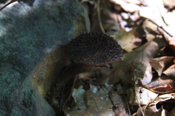 An interesting unknown mushroom.