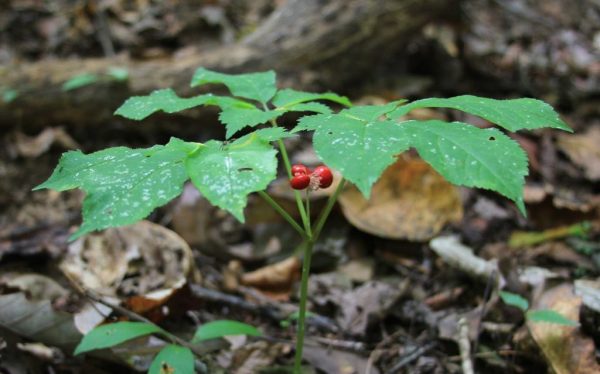 This ginseng growing on a slope drops berries downhill, so it spreads the colony a little farther from the mother plant than it would if she were on more level ground.