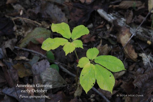 How does ginseng look in fall? It sometimes turns bright greenish-yellow, making it easier to spot in the woods.
