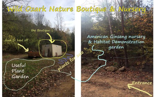 Plans for the Wild Ozark Ginseng Garden, Boutique & Nursery