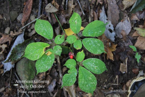 This is how ginseng looks in fall: A bug-eaten and yellowing 3-prong with one berry still clinging.