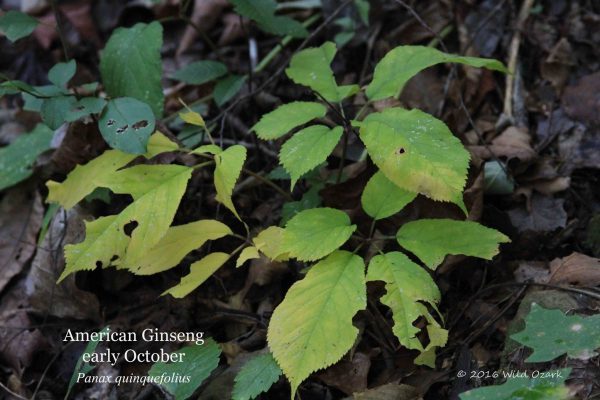 American ginseng in October. This is a wild-simulated plant growing wild in the forest at Wild Ozark. There is no difference between wild and "wild-simulated" except that the seed was placed in that spot by me, rather than falling from a mother plant or carried by a bird.