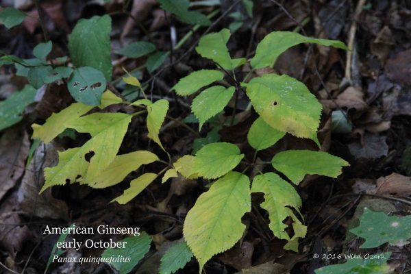 A question about ginseng sustainability, and my very conservative answer.