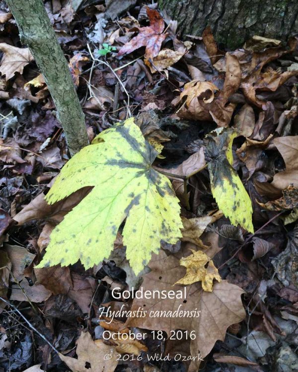 Goldenseal on October 18, 2016.