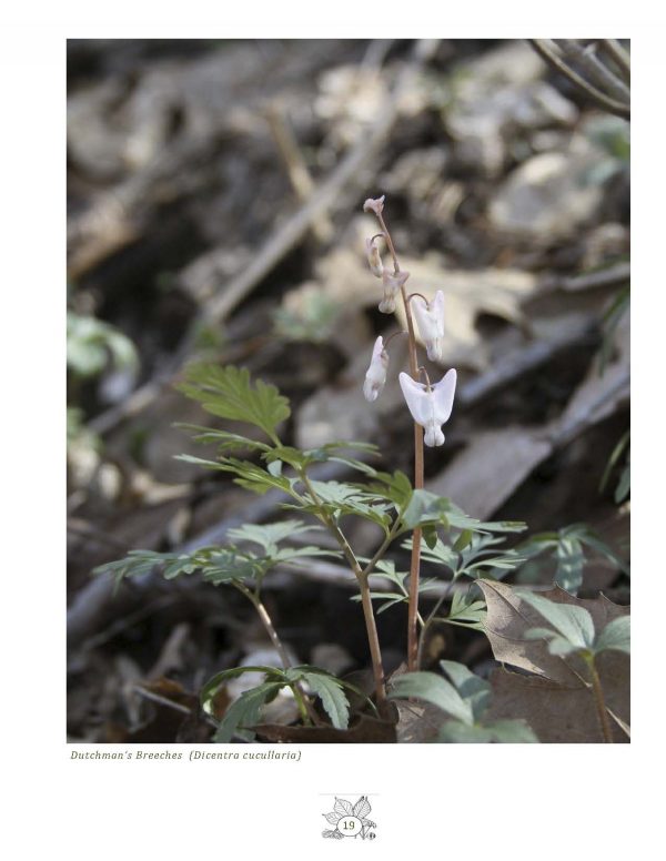 Dutchman's Breeches, one of the plants from an American ginseng habitat.