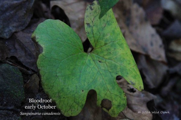 Bloodroot in early October at Wild Ozark.