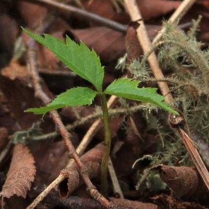 First year seedling