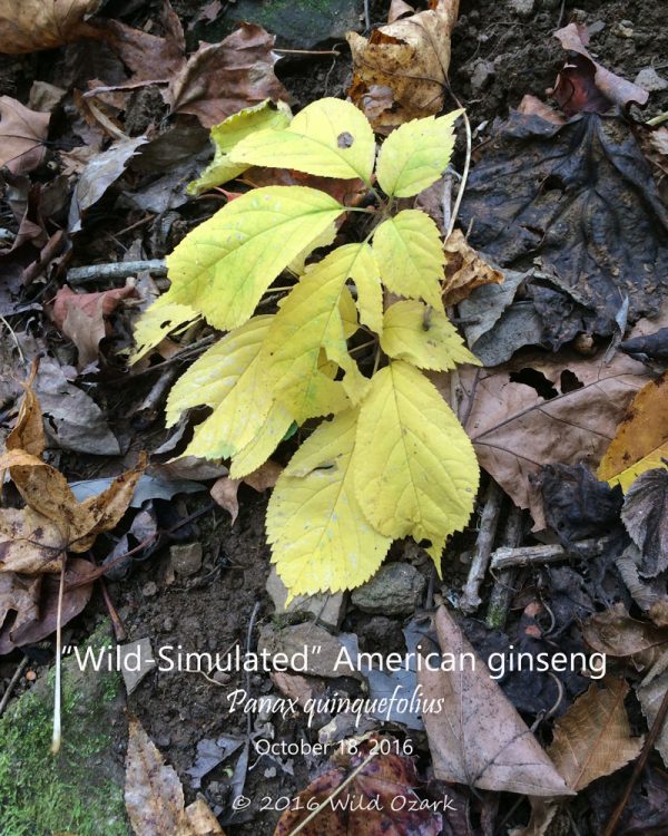 ginseng in october