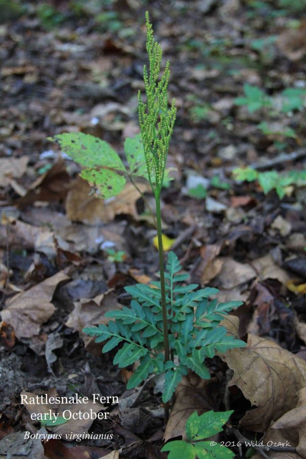 Rattlesnake fern, sometimes called a "pointer fern" because it grows with ginseng.