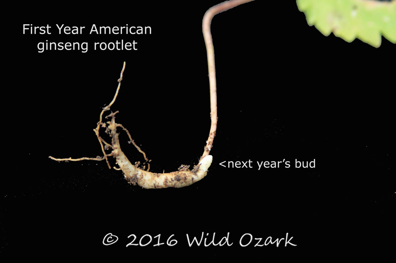 A labeled first year ginseng rootlet from Wild Ozark.