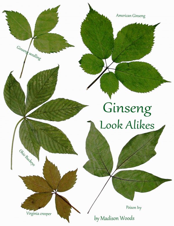 Ginseng Look-Alikes