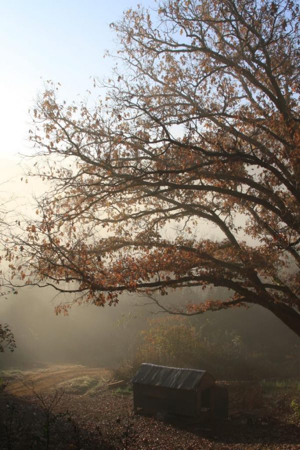 Beautiful foggy morning. I call the tree "Gloria".