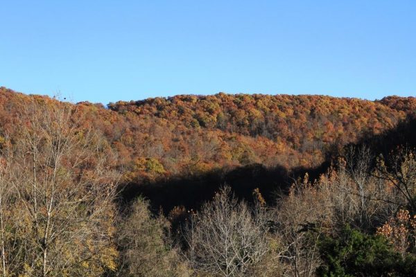 Fall color on the eastern hill.