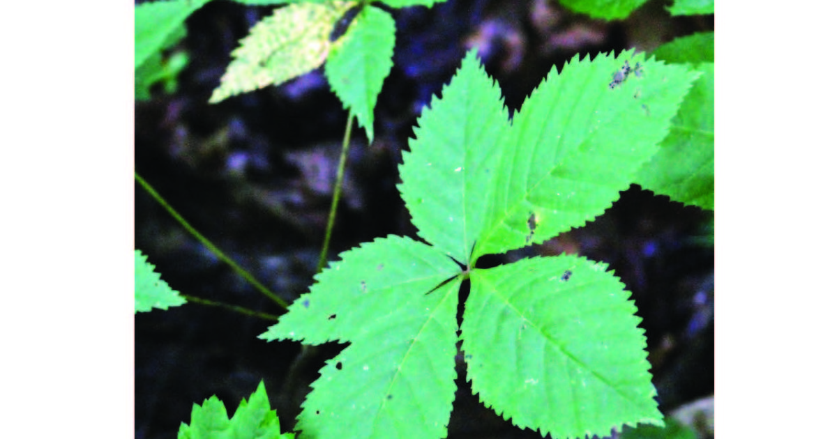 "Ginseng Look ALikes " Plants that look like Ginseng