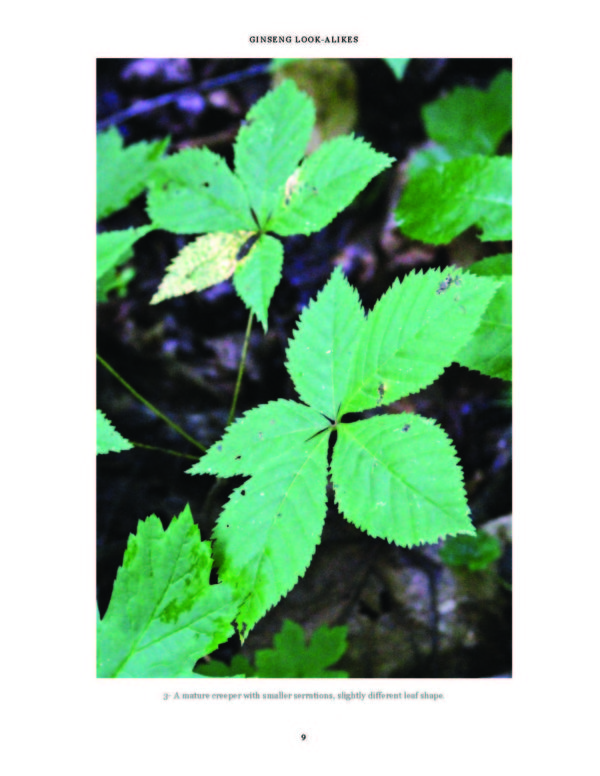 A page on Virginia creeper from the "Look-Alikes" book.