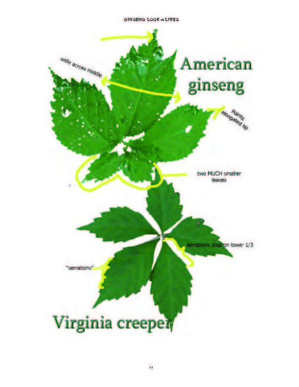 The page from the "Look-Alikes" book that shows the difference between ginesng and virginia creeper leaves.