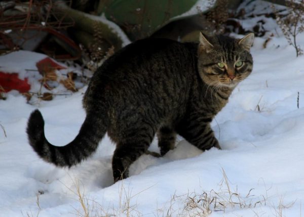 "Yucky snow."