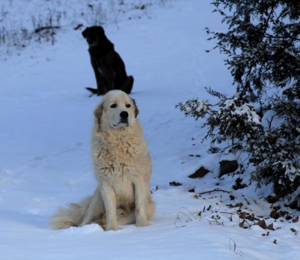 They're not sure what all the fuss is about. It's just snow.