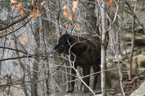 Bobbie Sue is over 10 years old now, but she still likes to join us on our hikes.