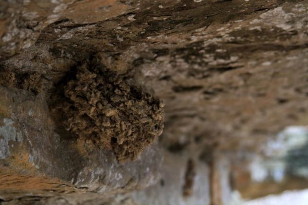A find on our exploration of the bluffs. An empty cliff swift nest made from mud and bits of hornet's nests.