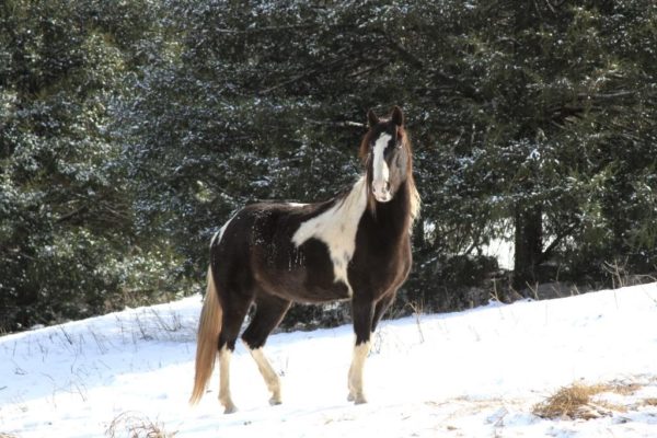 Comanche watching our approach with the hay.