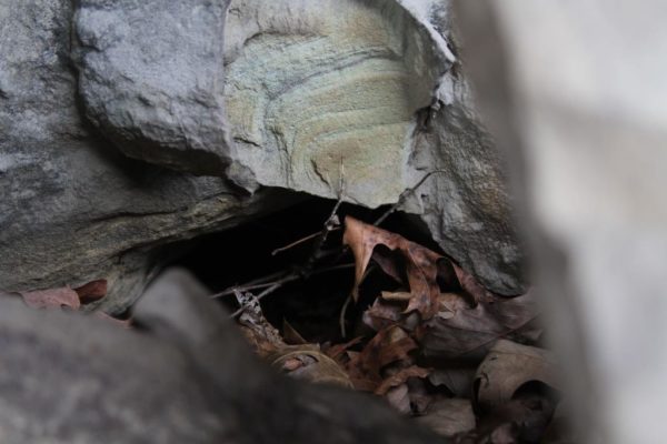 A critter hole, entrance to a home for some small animal.