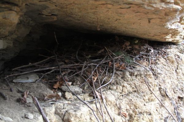 A nest of sticks and twigs. Probably a big wood rat, lol.