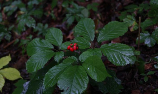 4-Prong Ginseng with Red Berries