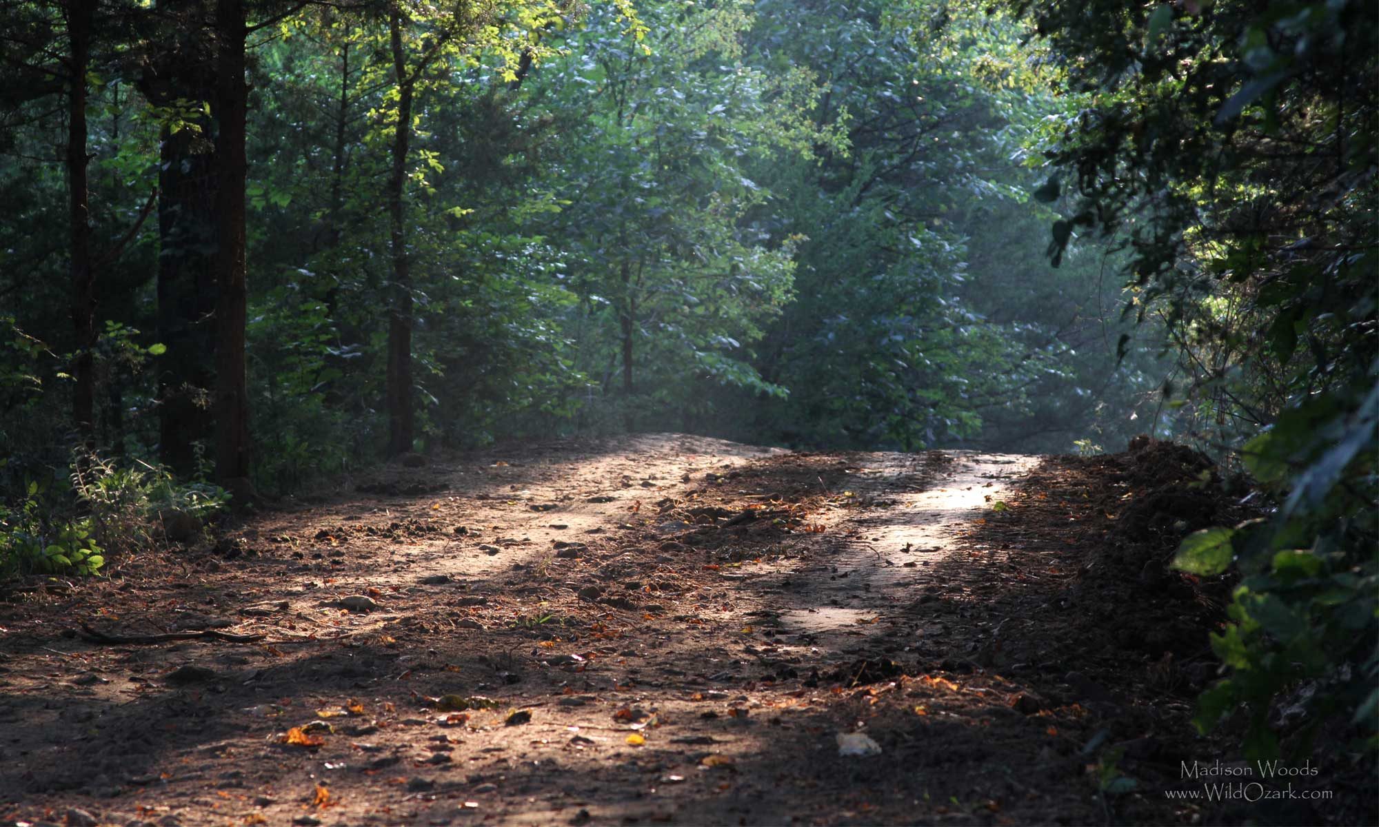 Sunlit dirt road on the way to Wild Ozark.