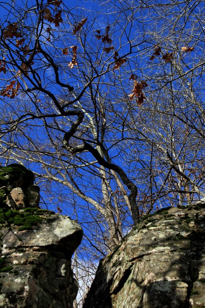 This twisted little tree is growing on top of the rock.