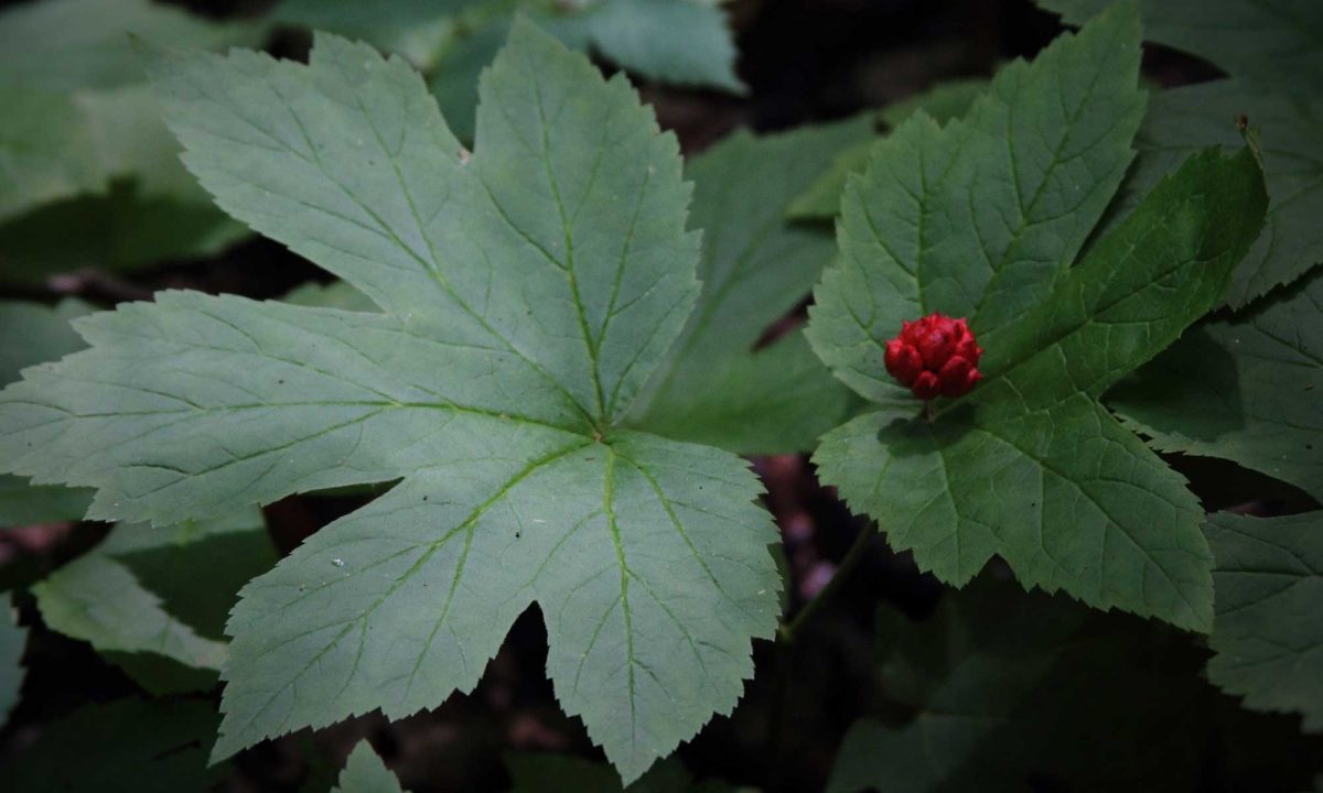 A goldenseal plant with red berry.