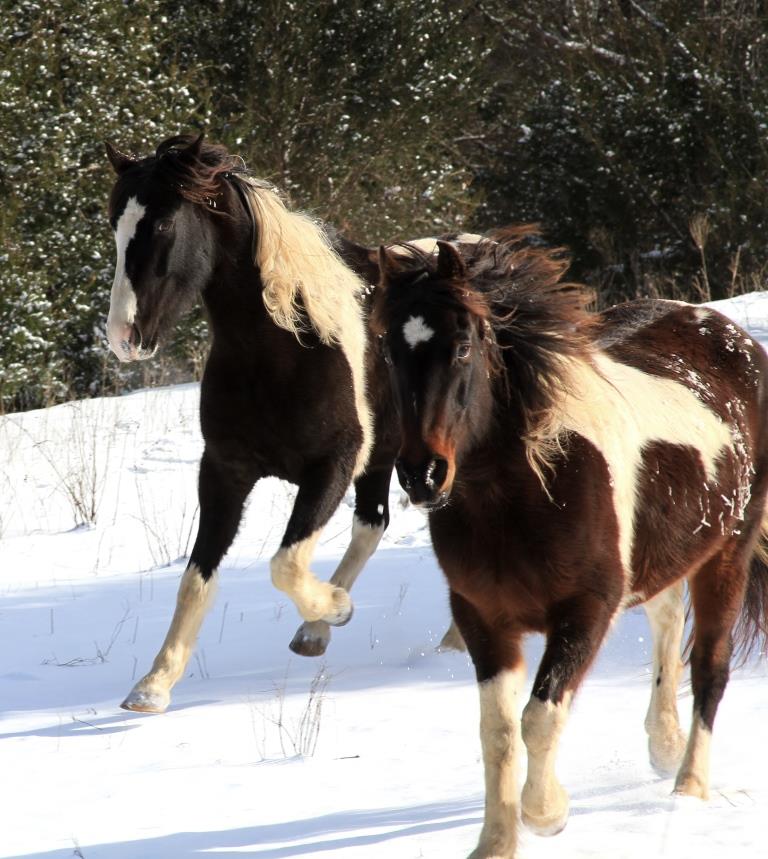 Comanche in the back, Shasta in front. Kicking up heels in delight. And because Bobbie Sue was harassing them.