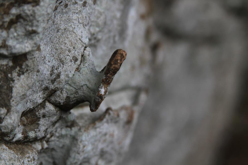 This rock looks just like a knob for a cabinet pull on the face of one of the bluff walls.