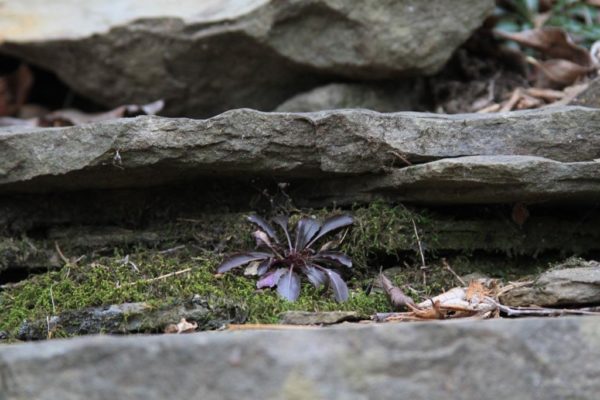 Bronzed by the frost, but still thriving.