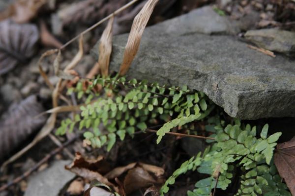 I find these ferns often in the Ozark bluffs. Adiantum capillaris-veneris L., Southern maidenhair fern. Trying to poke itself out into the light from underneath some rock layers.