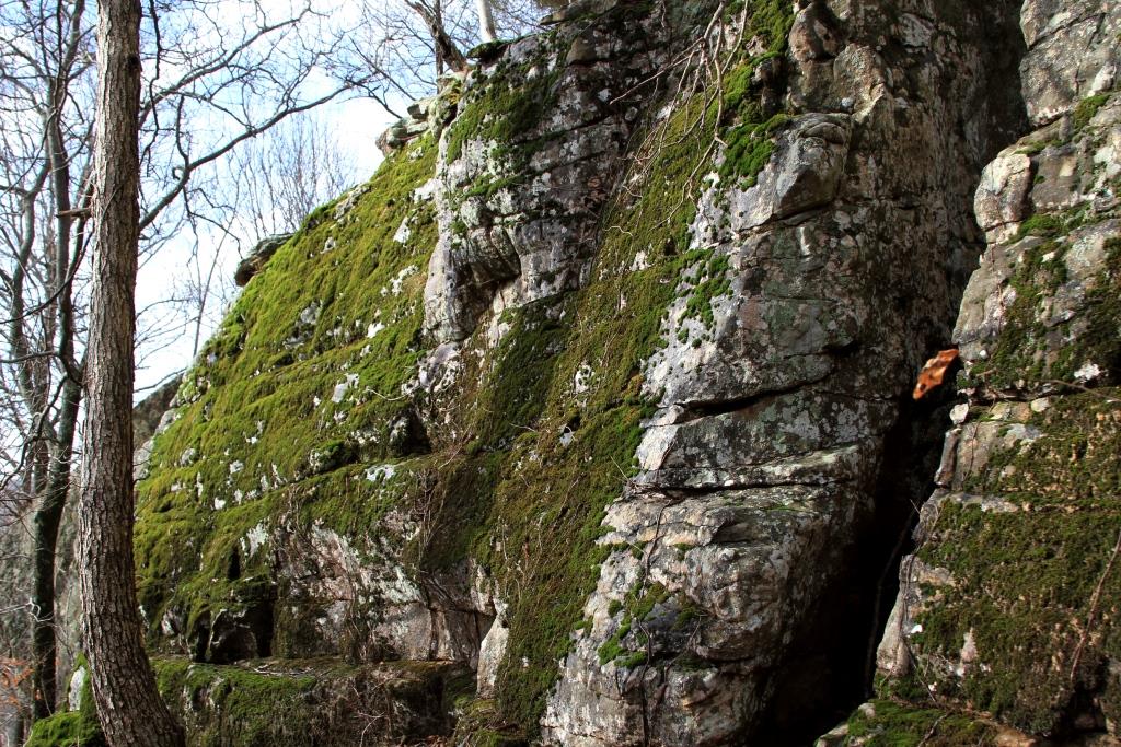 Moss covered wall at the Corner Bluff