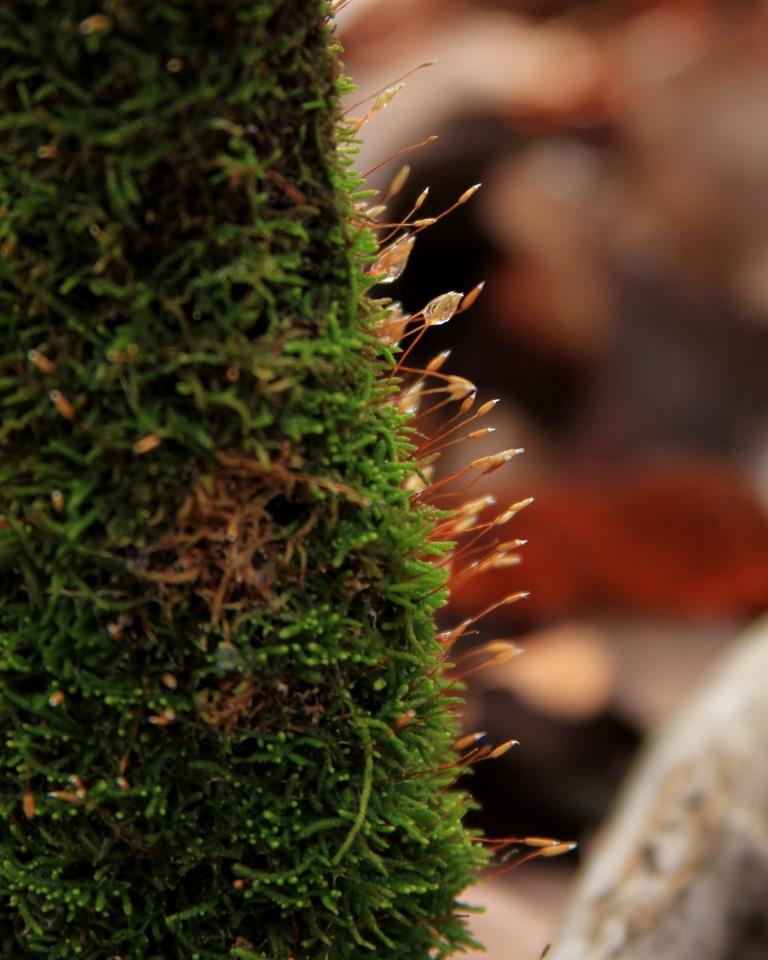 Fruiting bodies on the moss collect the morning's fog droplets