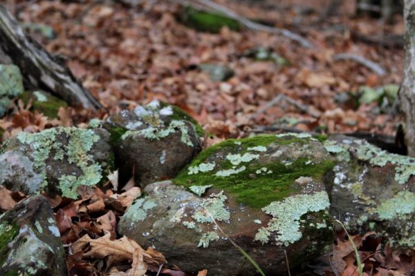 Moss and lichens on the rocks