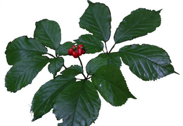 ginseng in summer with red berries